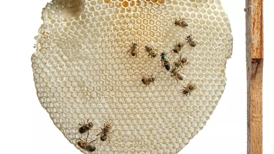 Von tanzenden Bienen bis zum Urban Beekeeping: Honiggelb startet ab 7. März im Museum Wiesbaden - Bild: presseportal.de