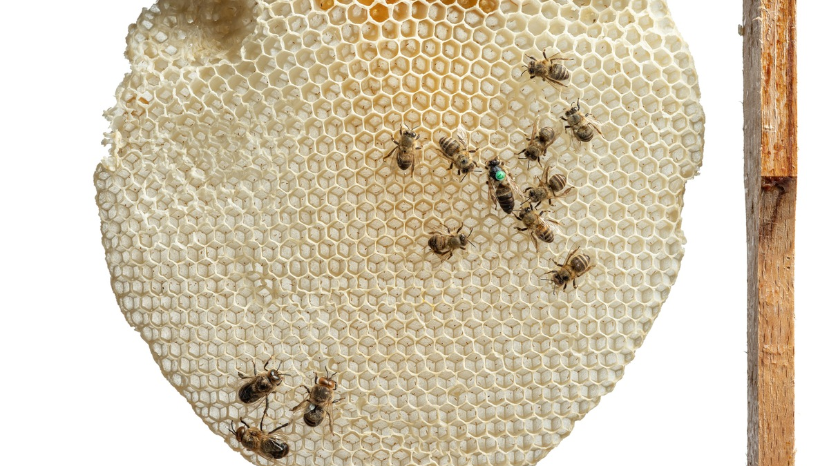 Von tanzenden Bienen bis zum Urban Beekeeping: Honiggelb startet ab 7. März im Museum Wiesbaden - Foto: presseportal.de