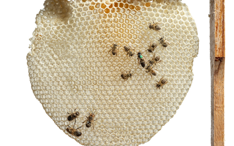 Von tanzenden Bienen bis zum Urban Beekeeping: Honiggelb startet ab 7. März im Museum Wiesbaden - Foto: presseportal.de