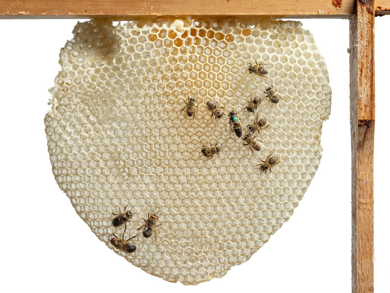 Von tanzenden Bienen bis zum Urban Beekeeping: Honiggelb startet ab 7. März im Museum Wiesbaden - Foto: presseportal.de