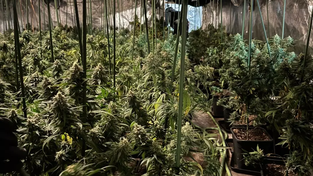 POL-EN: Ennepetal: Gemeinsame Presseerklärung der Hagener Staatsanwaltschaft und der Polizei des Ennepe-Ruhr-Kreises: Cannabis-Plantage in Ennepetal entdeckt - drei Personen festgenommen - Bild: presseportal.de