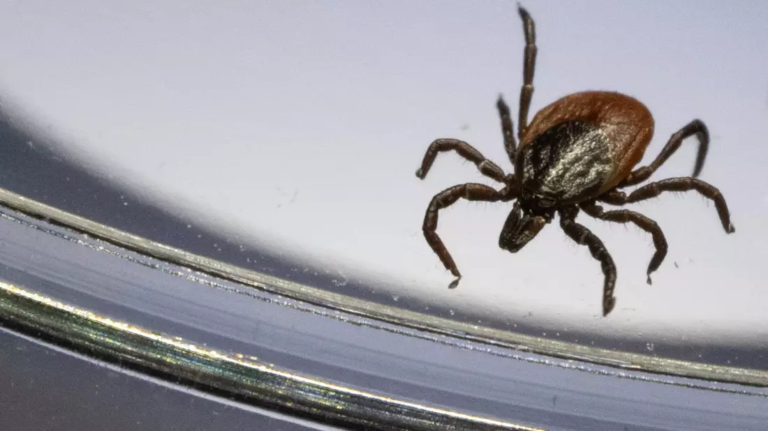 Der Gemeine Holzbock (Ixodes ricinus) ist die häufigste Zeckenart in Deutschland. (Archivbild) - Bild: Marijan Murat/dpa