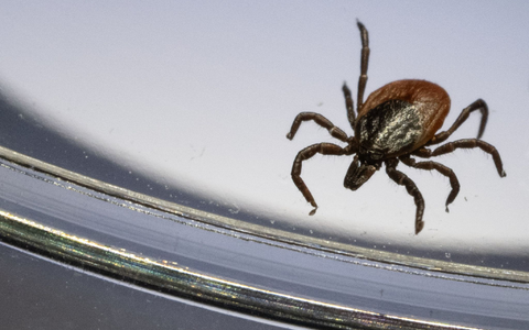 Ein Gemeiner Holzbock unter einem Mikroskop. (Archivbild) - Foto: Marijan Murat/dpa