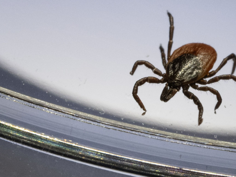 Ein Gemeiner Holzbock unter einem Mikroskop. (Archivbild) - Foto: Marijan Murat/dpa