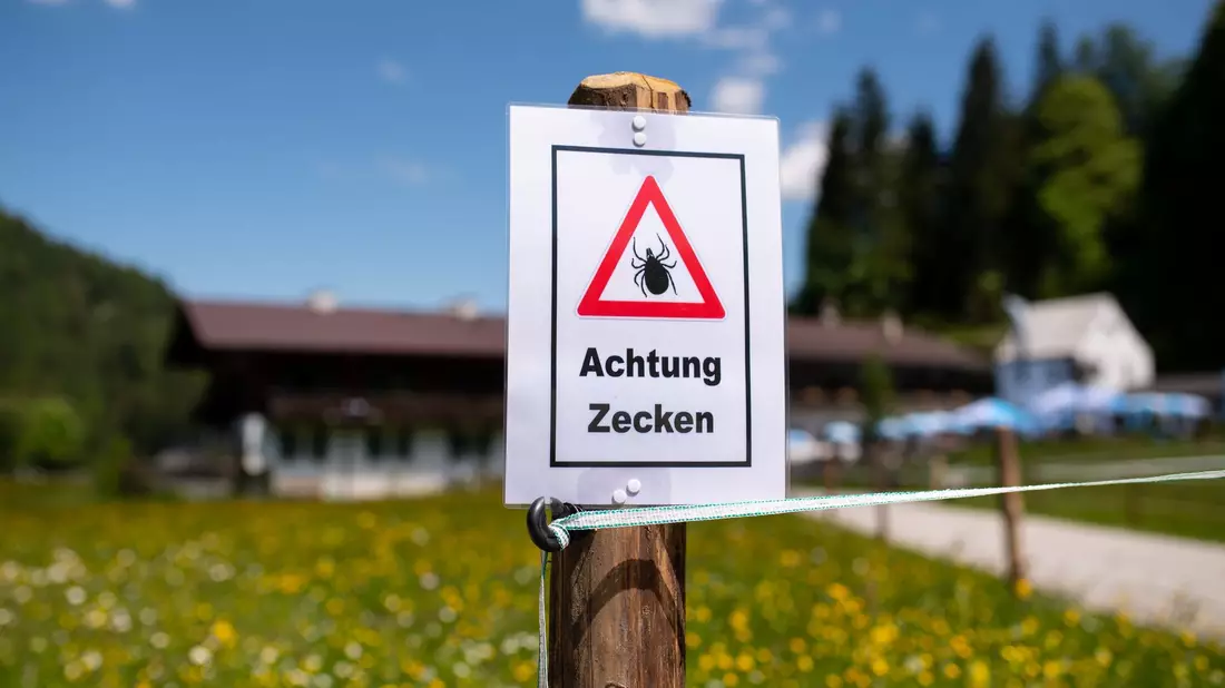 Zecken sitzen häufig an Gräsern oder Sträuchern. (Archivbild) - Bild: Sven Hoppe/dpa