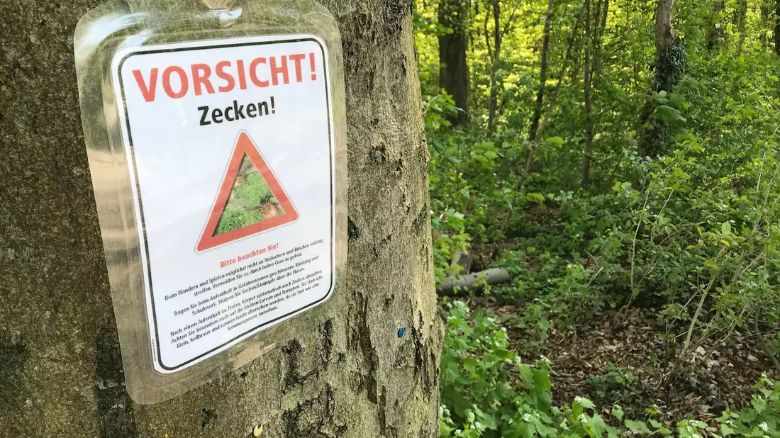 Zecken können unter anderem Lyme-Borrelien und FSME-Viren übertragen. (Archivbild) - Bild: Julian Stratenschulte/dpa