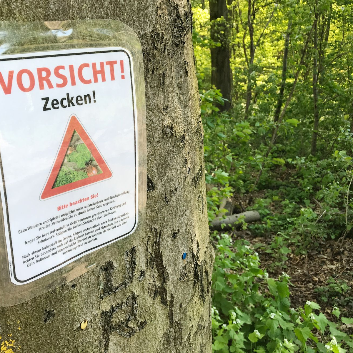 Zecken können unter anderem Lyme-Borrelien und FSME-Viren übertragen. (Archivbild) - Foto: Julian Stratenschulte/dpa