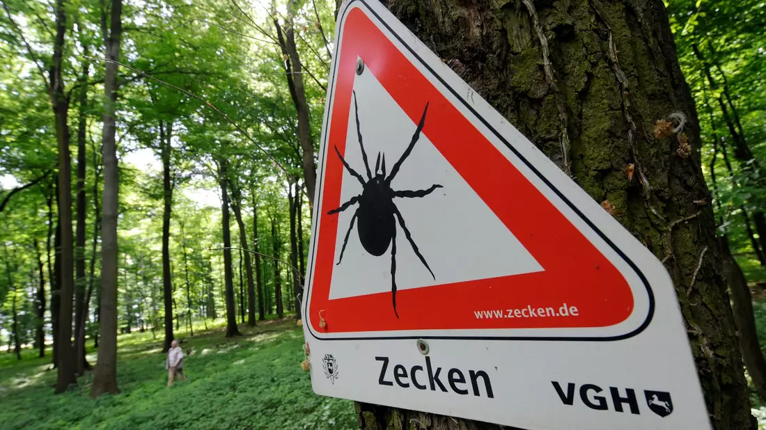 Zahlreiche Gebiete in Deutschland sind FSME-Risikogebiete. (Archivbild) - Bild: Holger Hollemann/dpa