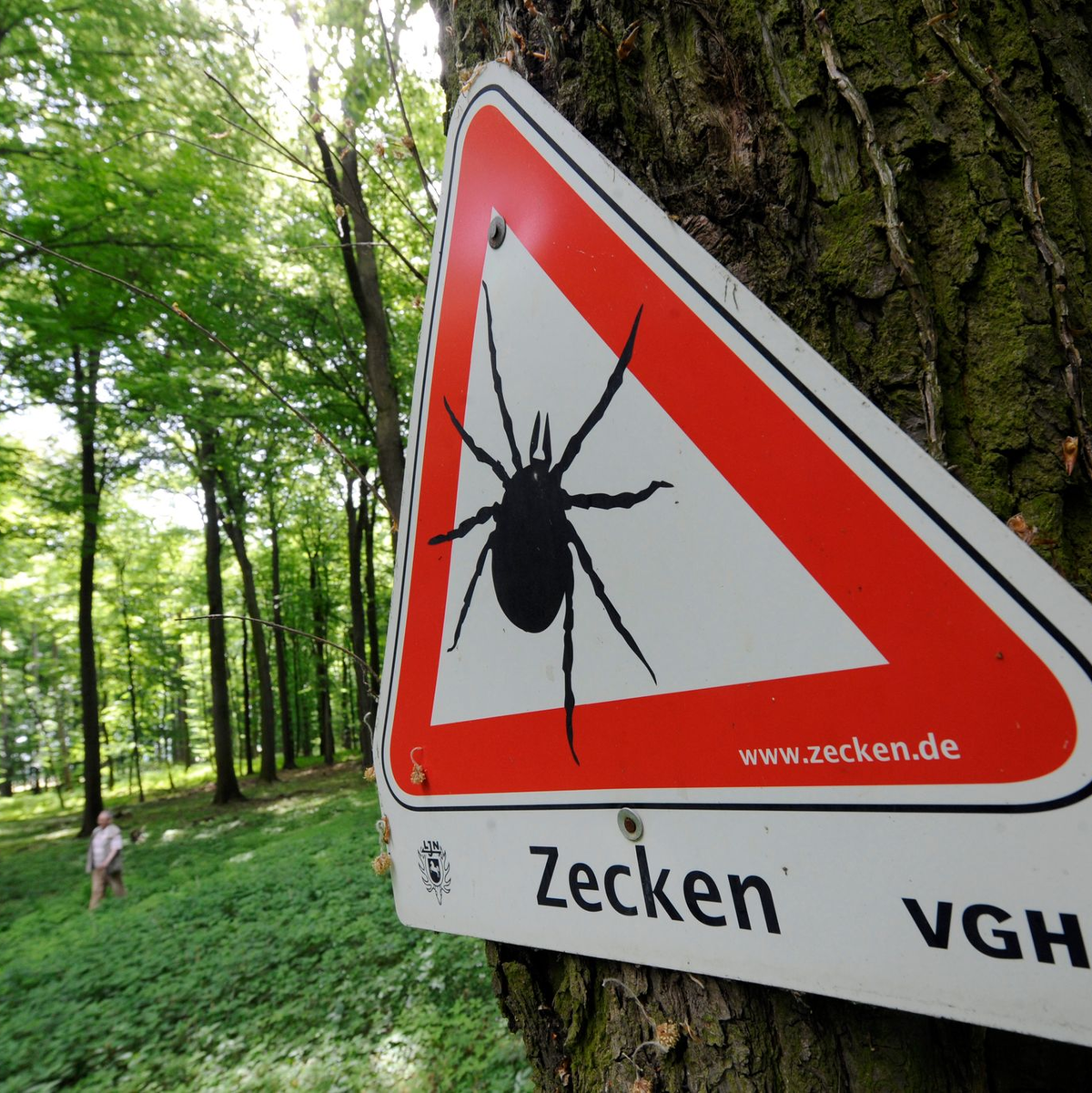 Zahlreiche Gebiete in Deutschland sind FSME-Risikogebiete. (Archivbild) - Foto: Holger Hollemann/dpa