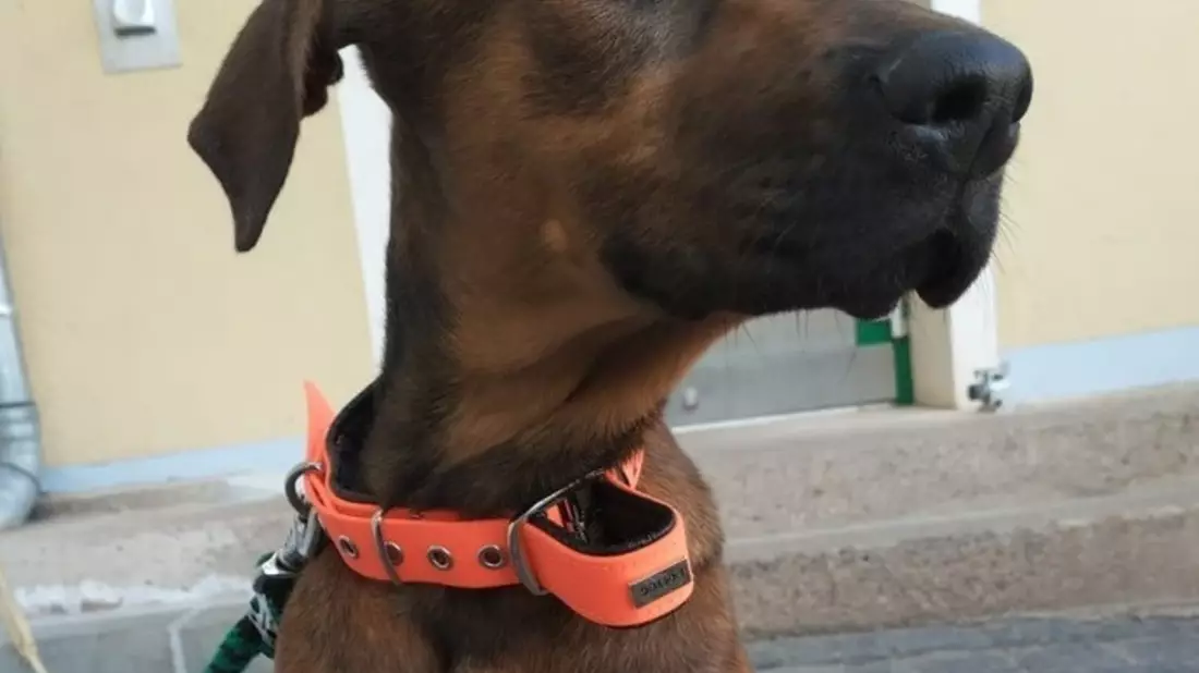 LPI-NDH: Ergänzungsmeldung: Polizei ermittelt Tierhalter eines Fundtieres - Hund sucht neues Zuhause - Bild: presseportal.de
