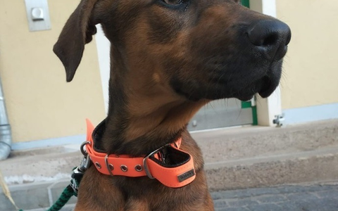LPI-NDH: Ergänzungsmeldung: Polizei ermittelt Tierhalter eines Fundtieres - Hund sucht neues Zuhause - Foto: presseportal.de LPI-NDH: Ergänzungsmeldung: Polizei ermittelt Tierhalter eines Fundtieres - Hund sucht neues Zuhause - Foto: presseportal.de