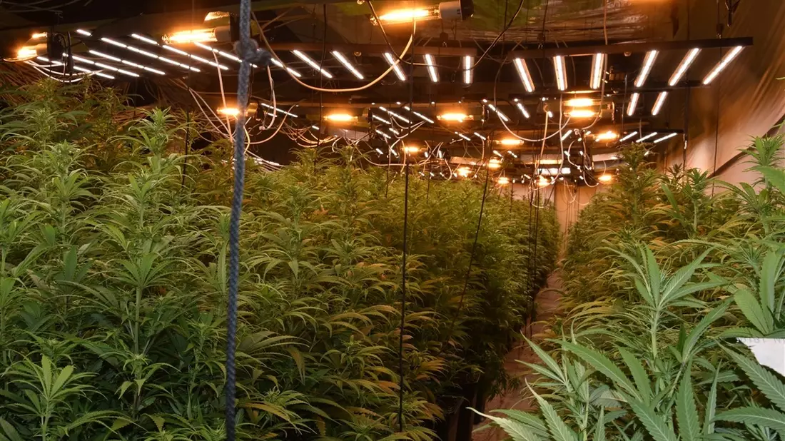 POL-W: W Cannabis-Plantage in Unterbarmen - ein Tatverdächtiger festgenommen - Gemeinsame Presseerklärung von Staatsanwaltschaft und Polizei Wuppertal - Bild: presseportal.de