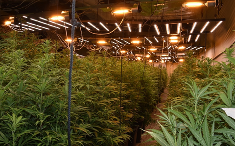 POL-W: W Cannabis-Plantage in Unterbarmen - ein Tatverdächtiger festgenommen - Gemeinsame Presseerklärung von Staatsanwaltschaft und Polizei Wuppertal - Foto: presseportal.de