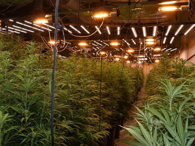 POL-W: W Cannabis-Plantage in Unterbarmen - ein Tatverdächtiger festgenommen - Gemeinsame Presseerklärung von Staatsanwaltschaft und Polizei Wuppertal - Foto: presseportal.de