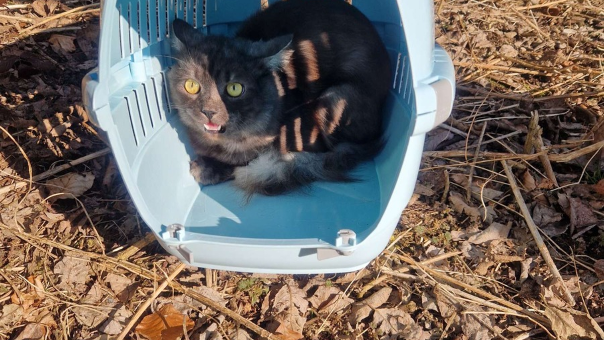 POL-OG: Forbach, L80b - Katze am Raumünzacher Wasserfall ausgesetzt - Foto: presseportal.de