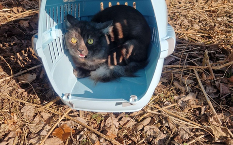 POL-OG: Forbach, L80b - Katze am Raumünzacher Wasserfall ausgesetzt - Foto: presseportal.de