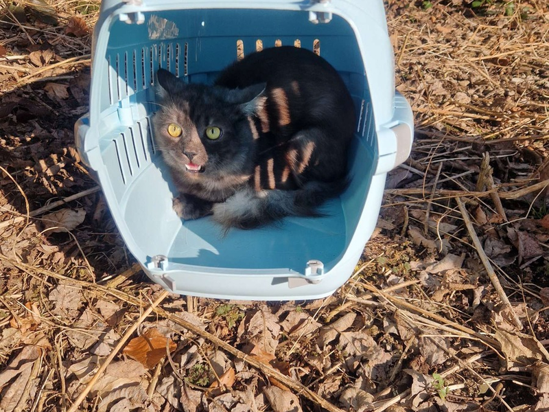 POL-OG: Forbach, L80b - Katze am Raumünzacher Wasserfall ausgesetzt - Foto: presseportal.de