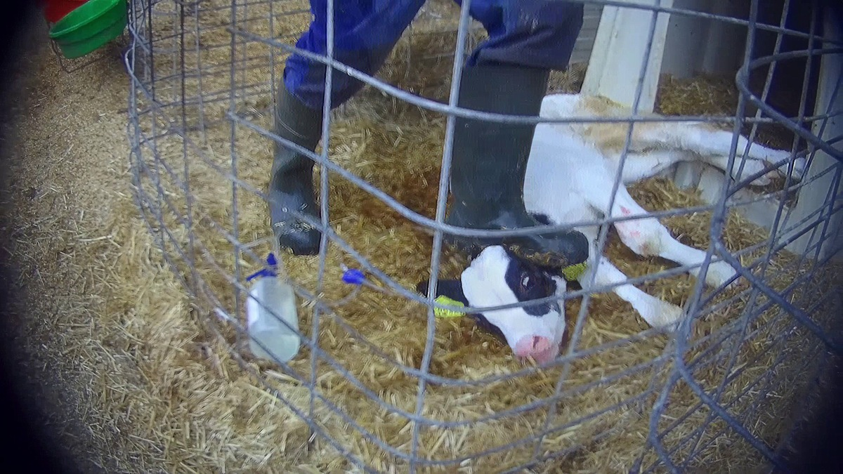 Razzia auf Skandalhof in Bad Grönenbach / SOKO-Tierschutz-Recherche beweist katastrophale Zustände - Foto: presseportal.de