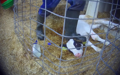 Razzia auf Skandalhof in Bad Grönenbach / SOKO-Tierschutz-Recherche beweist katastrophale Zustände - Foto: presseportal.de