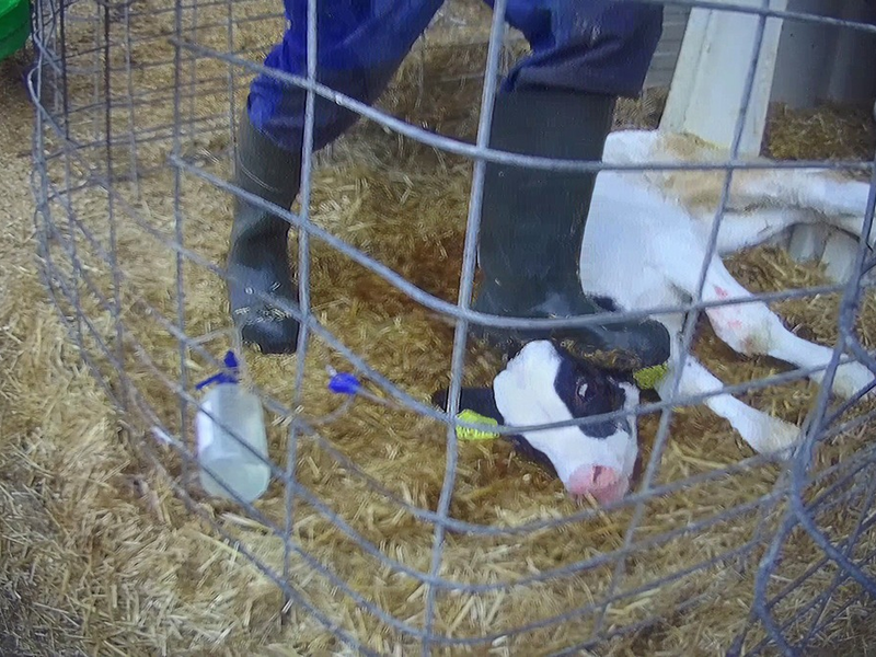 Razzia auf Skandalhof in Bad Grönenbach / SOKO-Tierschutz-Recherche beweist katastrophale Zustände - Foto: presseportal.de