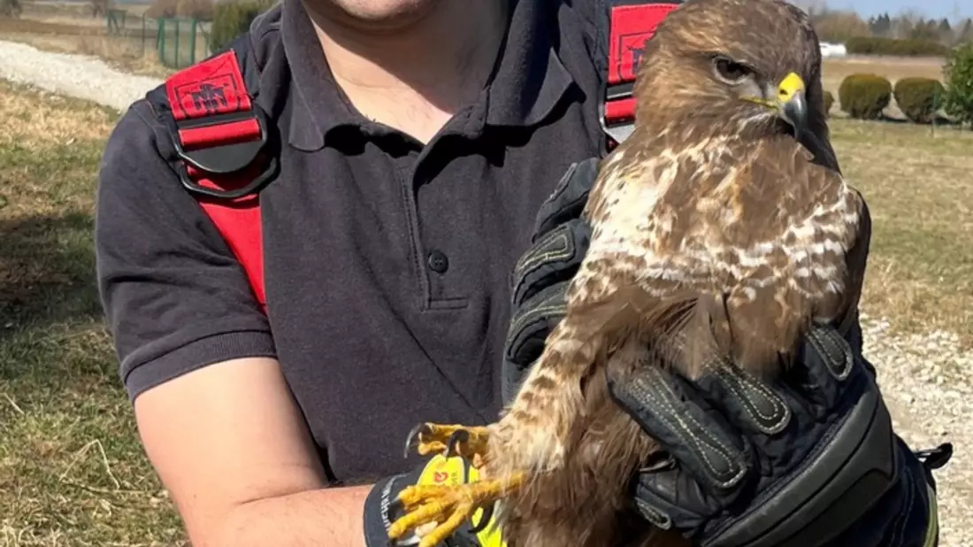 FW-M: Greifvogel hängt fest (Untermenzing) - Bild: presseportal.de