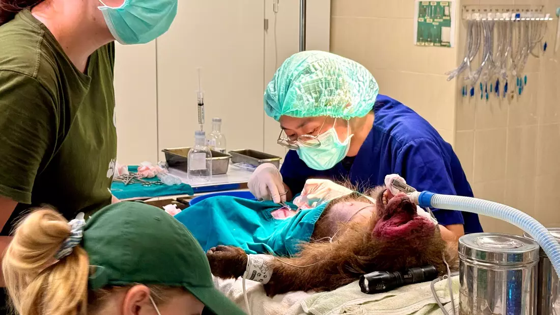 WFFT-Gründer Edwin Wiek besucht einen der Patienten im Wildlife Hospital. Der Affe hatte einen Stromschlag erlitten. - Bild: Carola Frentzen/dpa