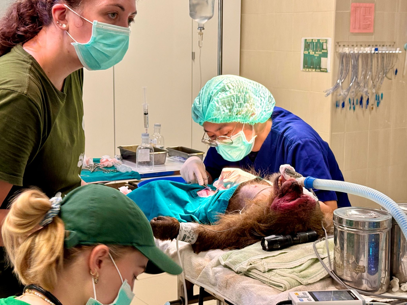 WFFT-Gründer Edwin Wiek besucht einen der Patienten im Wildlife Hospital. Der Affe hatte einen Stromschlag erlitten. - Foto: Carola Frentzen/dpa
