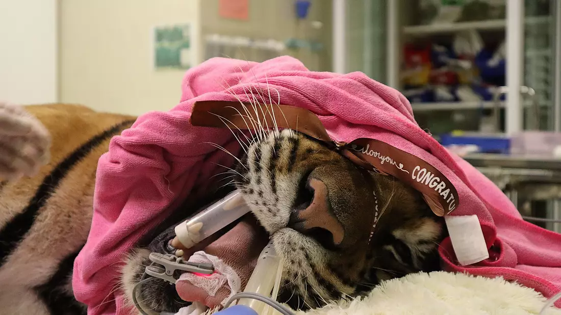 Ein Leopard wird in der Klinik behandelt.  - Bild: WFFT/dpa