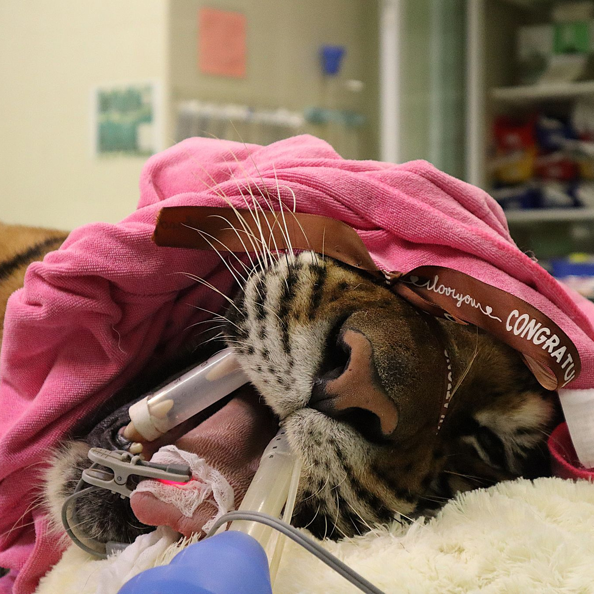 Ein Leopard wird in der Klinik behandelt.  - Foto: WFFT/dpa