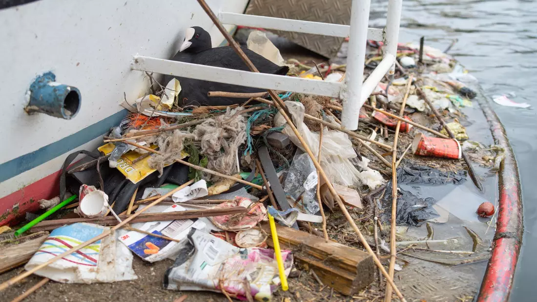 In Amsterdam bauen Blässhühner ihre Nester auch auf menschengemachte Untergründe - und mit menschengemachtem Plastik.  - Bild: Auke-Florian Hiemstra/dpa