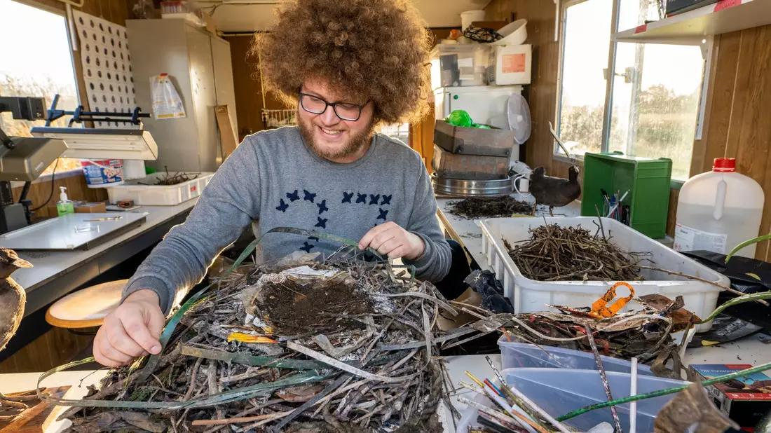 Auke-Florian Hiemstra untersucht Vogelnester wissenschaftlich und macht dabei erstaunliche Entdeckungen. - Bild: Hielco Kuipers/Fotoprodukties Leiden/dpa