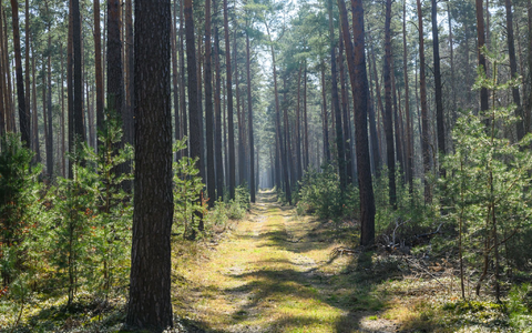 In manchen Wäldern gibt es direkt vor Ort Löschwasser-Entnahmestellen. - Foto: Patrick Pleul/dpa