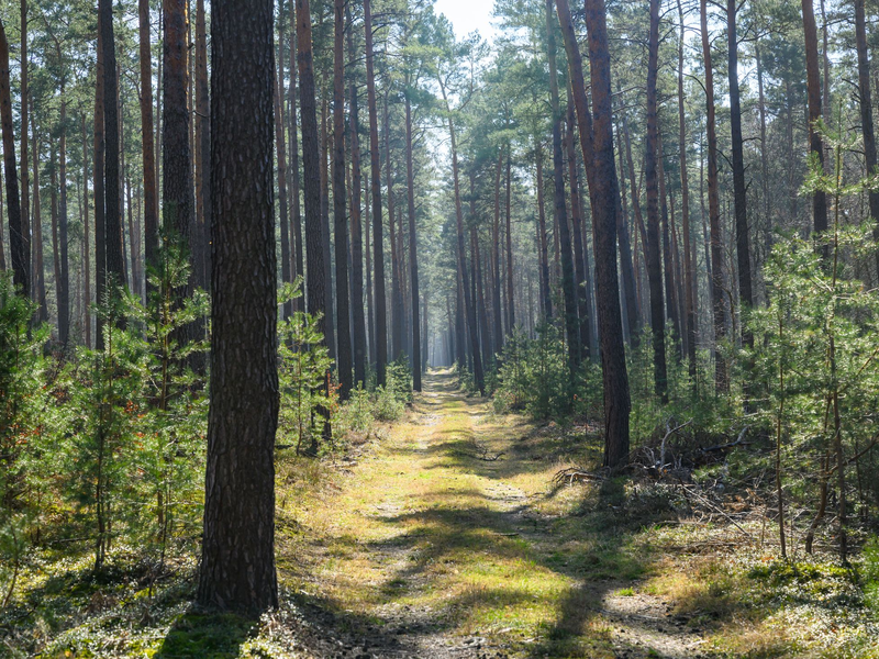 In manchen Wäldern gibt es direkt vor Ort Löschwasser-Entnahmestellen. - Foto: Patrick Pleul/dpa
