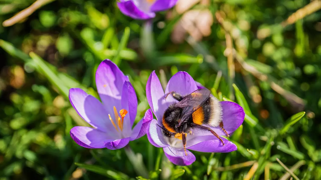 Das Wochenende bringt milde Temperaturen und viel Sonnenschein. - Bild: Andreas Arnold/dpa
