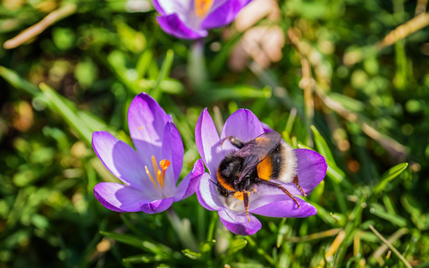 Das Wochenende bringt milde Temperaturen und viel Sonnenschein. - Foto: Andreas Arnold/dpa
