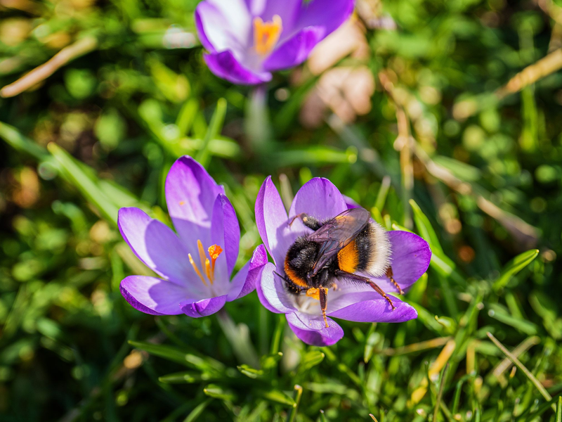 Das Wochenende bringt milde Temperaturen und viel Sonnenschein. - Foto: Andreas Arnold/dpa