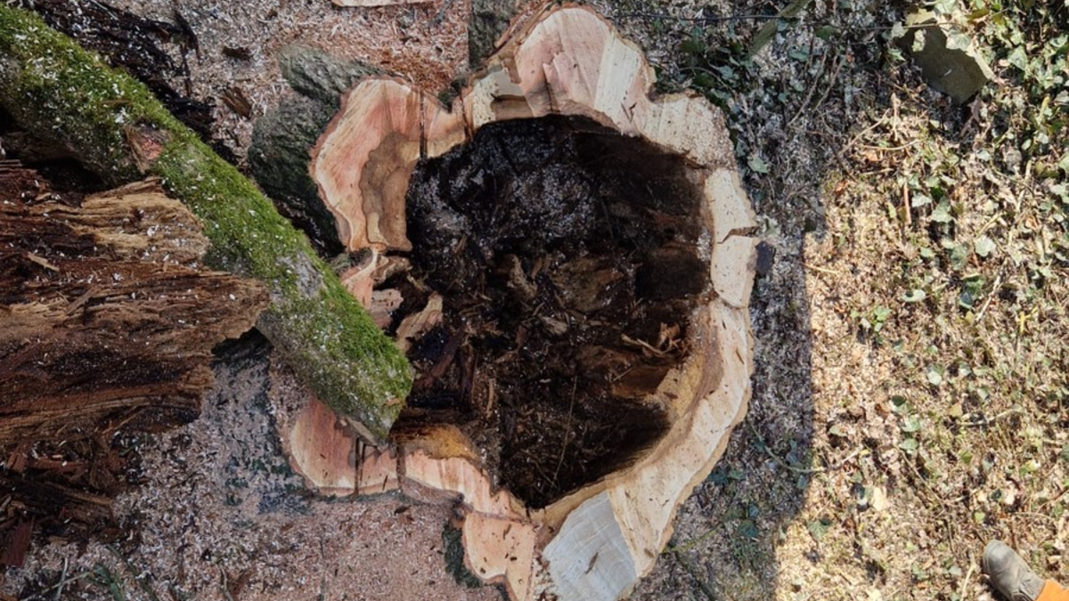 FW-PL: Motorsägenausbildung im Böhler Park - Foto: presseportal.de