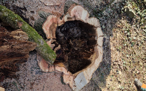 FW-PL: Motorsägenausbildung im Böhler Park - Foto: presseportal.de