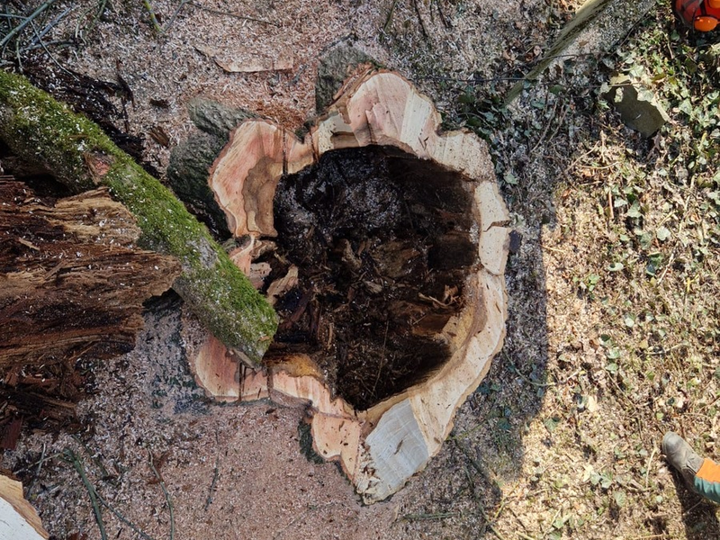 FW-PL: Motorsägenausbildung im Böhler Park - Foto: presseportal.de
