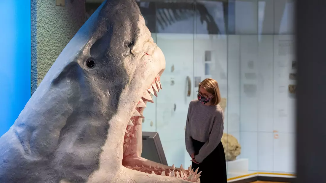 Groß, größer, Megalodon: Der Urzeit-Hai fasziniert Forscher wie Laien gleichermaßen. (Archivbild) - Bild: Marijan Murat/dpa