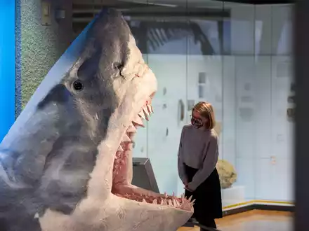 Der Urzeit-Hai Megalodon wurde lange als gigantische Version eines Weißen Hais angesehen. (Archivbild) - Foto: Marijan Murat/dpa