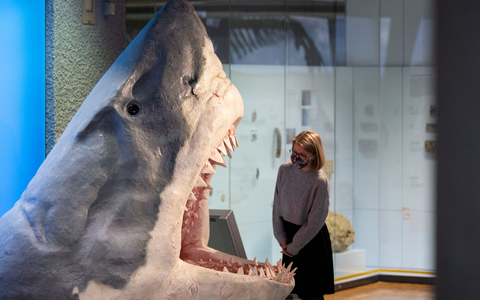 Der Urzeit-Hai Megalodon wurde lange als gigantische Version eines Weißen Hais angesehen. (Archivbild) - Foto: Marijan Murat/dpa Der Urzeit-Hai Megalodon wurde lange als gigantische Version eines Weißen Hais angesehen. (Archivbild) - Foto: Marijan Murat/dpa