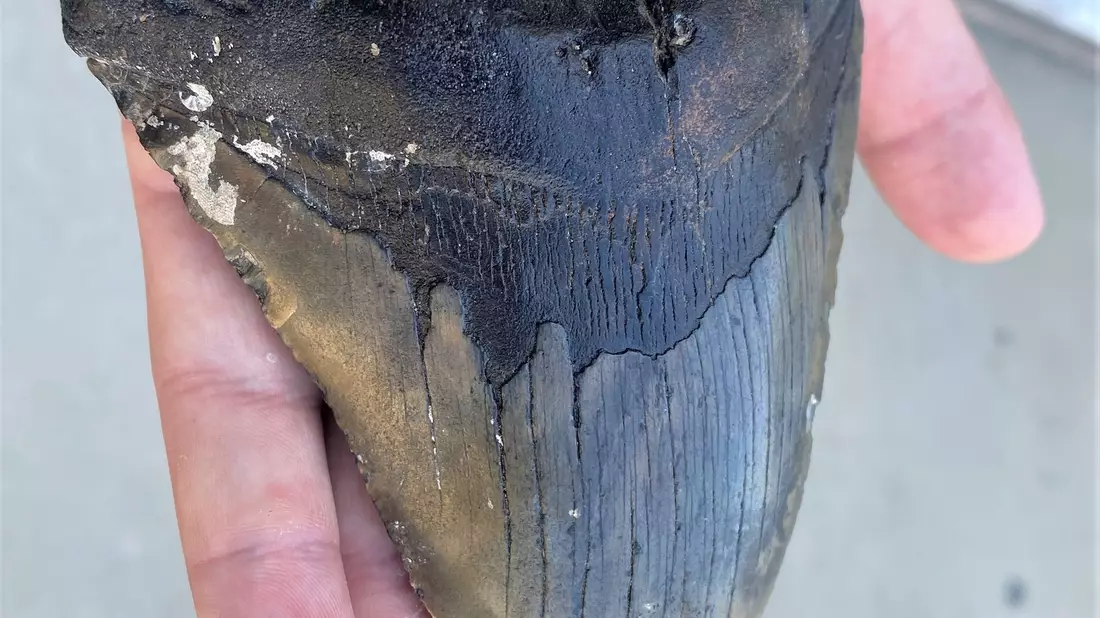 Wegen ähnlich gezackter Zähne wurde lange angenommen, dass sich Megalodon und Weißer Hai stark ähnelten. (Archivbild) - Bild: Douglas Long/Phillip Sternes/dpa