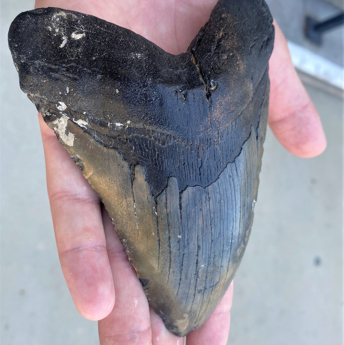 Wegen ähnlich gezackter Zähne wurde lange angenommen, dass sich Megalodon und Weißer Hai stark ähnelten. (Archivbild) - Foto: Douglas Long/Phillip Sternes/dpa