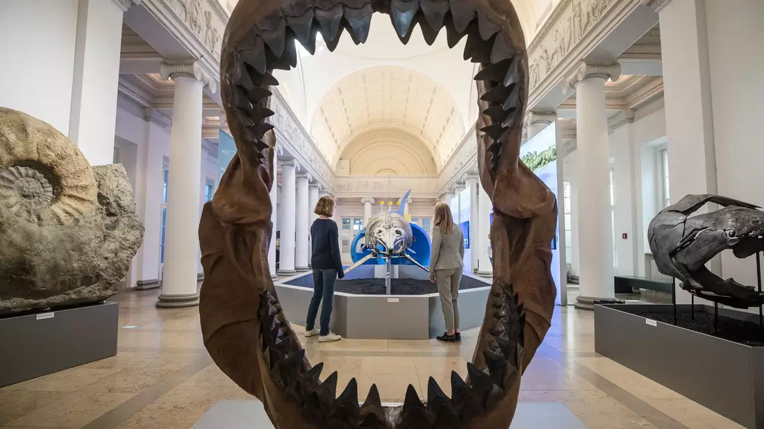 Ins riesige Maul des Megalodon passte so ziemlich jedes andere Meereslebewesen. (Archivbild) - Bild: Christoph Schmidt/dpa