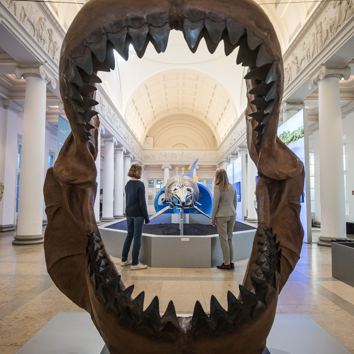 Riesig war der Megalodon mit gut 24 Metern Länge wahrscheinlich durchaus. (Archivbild) - Foto: Christoph Schmidt/dpa