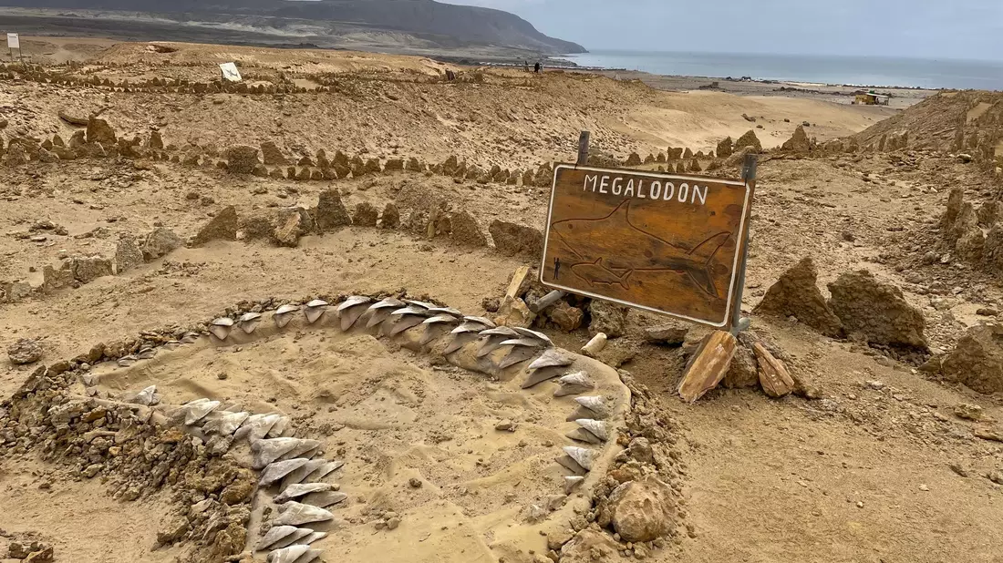 Skelettteile des Megalodon wurden in verschiedenen Teilen der Welt gefunden, etwa in Chile. (Archivbild) - Bild: Manuel Meyer/dpa-tmn/dpa