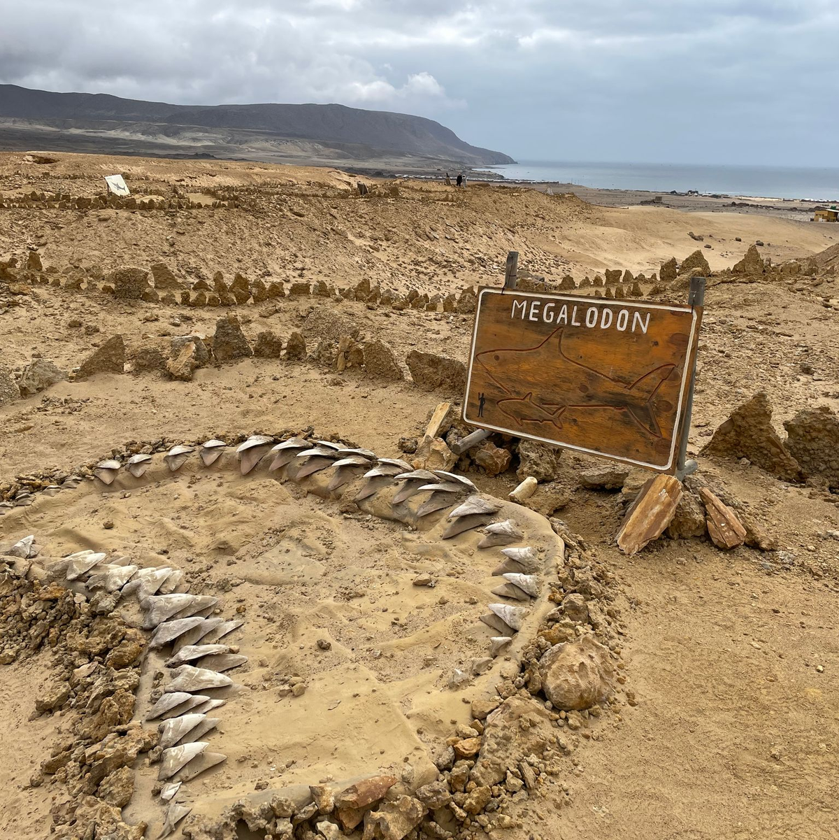 Skelettteile des Megalodon wurden in verschiedenen Teilen der Welt gefunden, etwa in Chile. (Archivbild) - Foto: Manuel Meyer/dpa-tmn/dpa