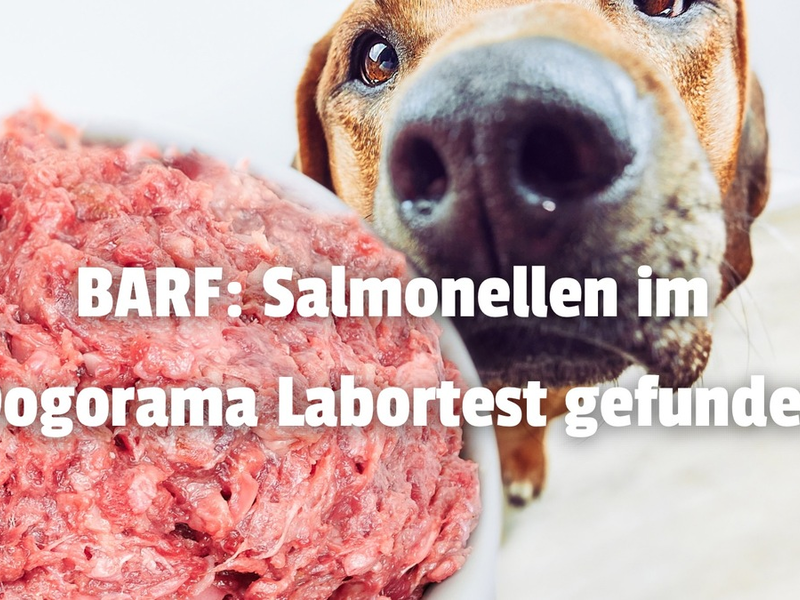 Salmonellen und E. coli in BARF durch den Dogorama-Produkttest nachgewiesen! - Foto: presseportal.de