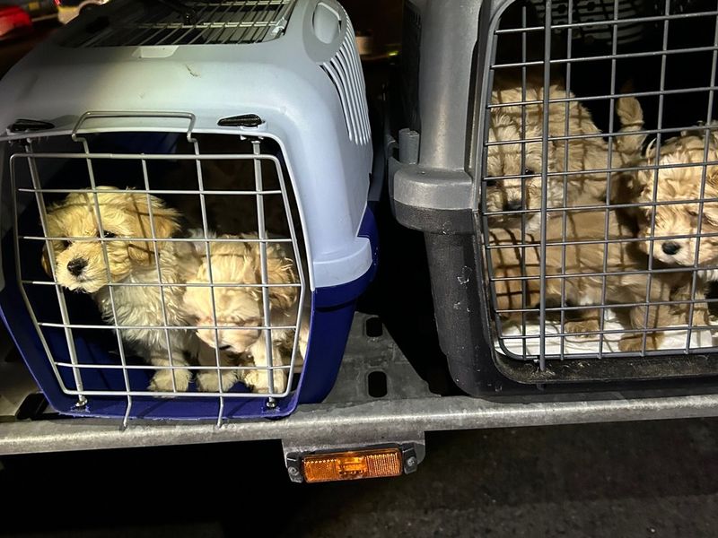 HZA-BS: ZOLL findet neun geschmuggelte Hundewelpen in moldawischem Transporter ohne Impfungen und Einfuhrdokumente - Foto: presseportal.de